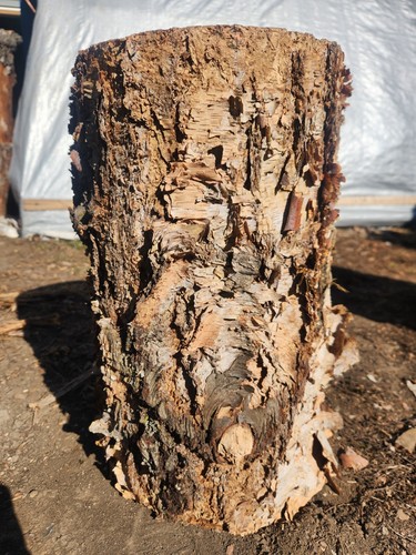 Birch stump 15 1 - birch, 8